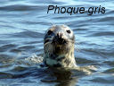 phoque